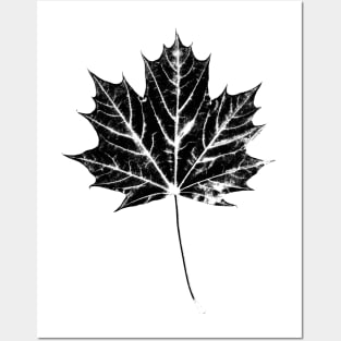 Maple Leaf Print Posters and Art